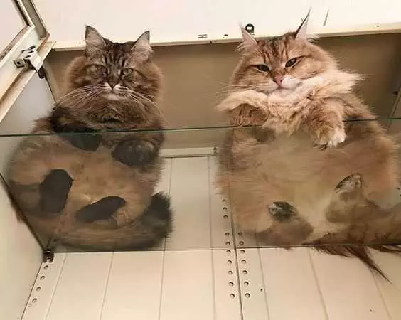 Photos Of Cats On Glass Tables  A Pair Of Judgey Kitties
