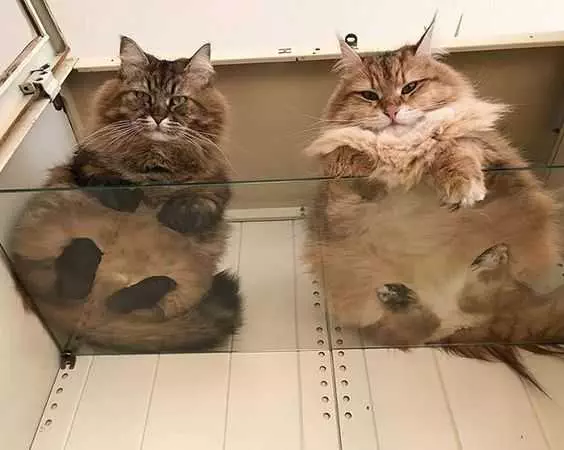 Cats-Sitting-Looking Photos Of Cats On Glass Tables A Pair Of Judgey Kitties