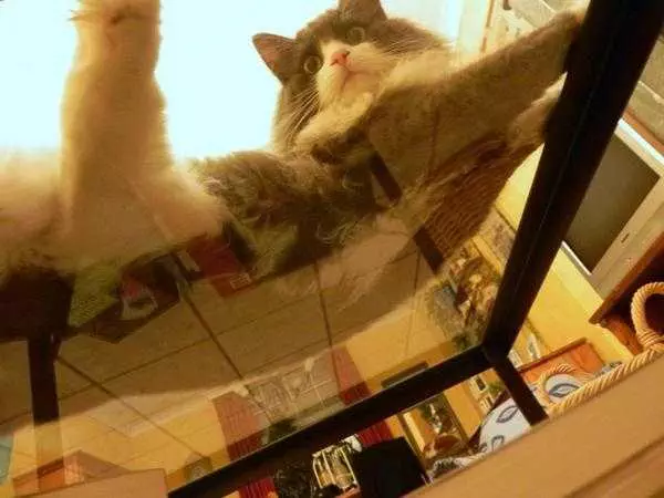 Floofing Cats On Glass Tables Why Is It Here If Not For Sits?