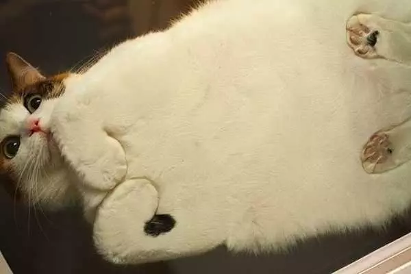 Fluffy-Cat-Lorg Cats On Glass Tables I Have A Shock.