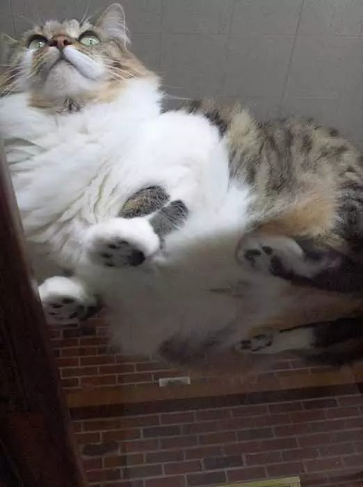 Fluffy-Cat Cats On Glass Tables Lorge And Lovely.