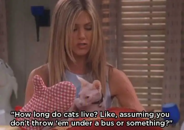 Friends-Assuming-Cat Friends Assuming Cat