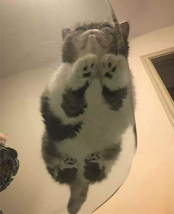 Grey-Smoosh-Cat Cats On Glass Tables Not Even Noticing You.