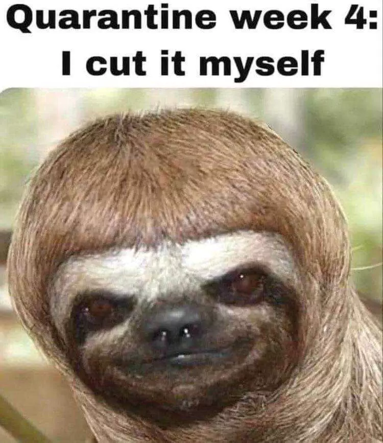 Meme-Cut-It-Myself Funny Quarantine Memes Using The Bowl