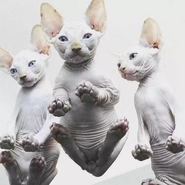Naked-Cats-Glass Cats On Glass Tables It Looks Like An Album Cover.