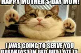Mother'S Day Memes  Mom Meme About A Cat Saying He Was Going To Serve Her Breakfast In Bed But At It.