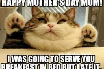 Mother'S Day Memes  Mom Meme About A Cat Saying He Was Going To Serve Her Breakfast In Bed But At It.