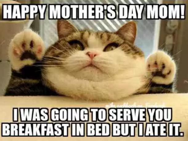 Bfbddbea5143D6998Fd5E80870Ebfbe2 Mothers Day Memes Mom Meme About A Cat Saying He Was Going To Serve Her Breakfast In Bed But At It.