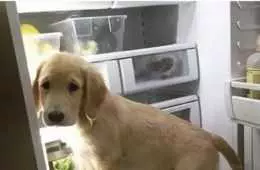 Meme Featuring A Dog Looking Sad In An Open Fridge With The Caption When You Bought Healthy Food And Now There Is Nothing Good To Eat