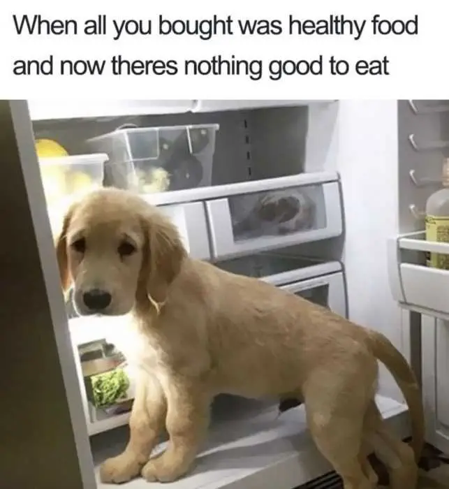Bought-Healthy-Food-Nothing-To-Eat-Meme Meme Featuring A Dog Looking Sad In An Open Fridge With The Caption When You Bought Healthy Food And Now There Is Nothing Good To Eat