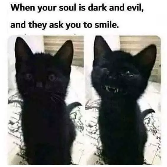 Cat Ask Smile