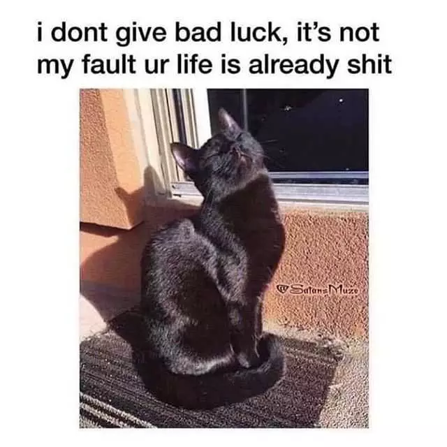 Cat Bad Luck
