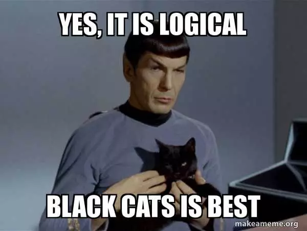Cat Black Cats Best