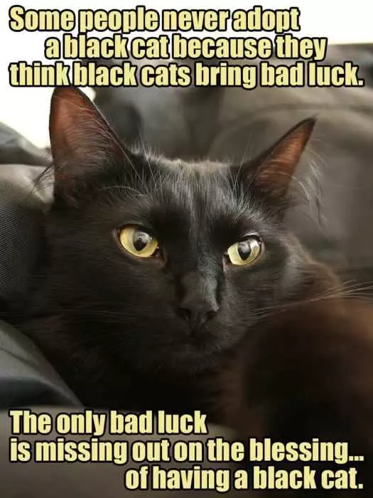 28 Funny Black Cat Memes That Prove Voids Are The Best Furry Friends