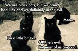 Cat Little Evil