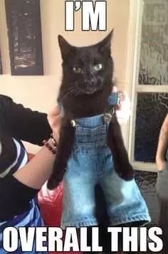 Cat Overall This