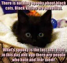 Cat Spooky