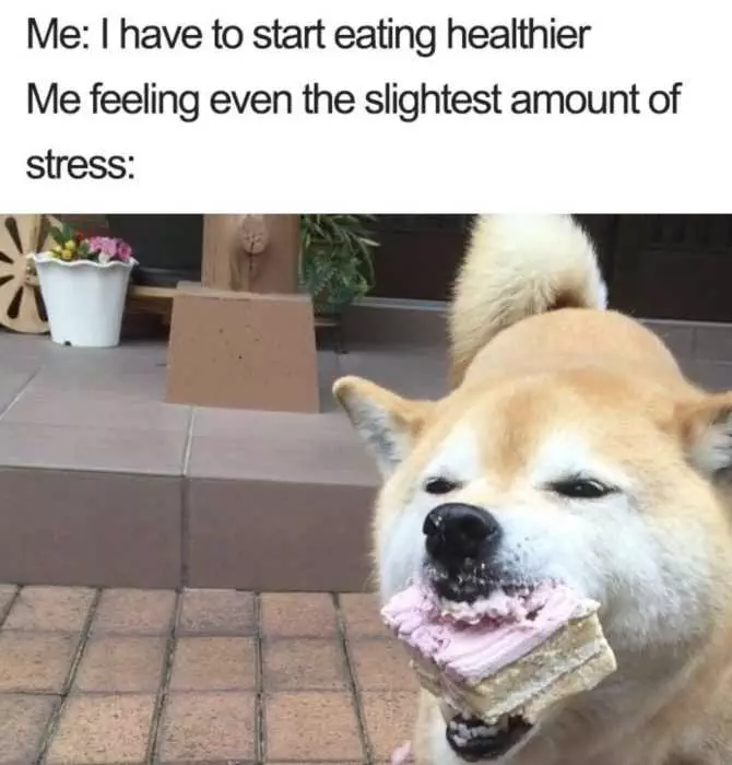 Meme Featuring A Dog With Cake In Its Mouth With Caption Me Feeling Slightest Amount Of Stress After Vowing To Eat Healthy