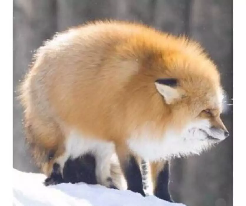 Floofy Animals  Floofy Fox