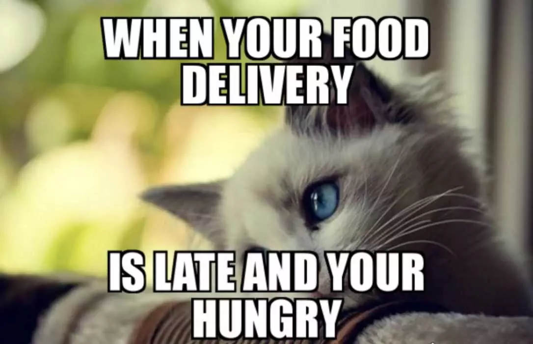 Meme Of Cat Looking Sad When Food Delivery Is Late And You'Re Hungry