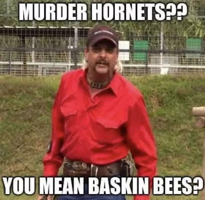 Meme Featuring Joe Exotic Calling Murder Hornet Baskin Bees