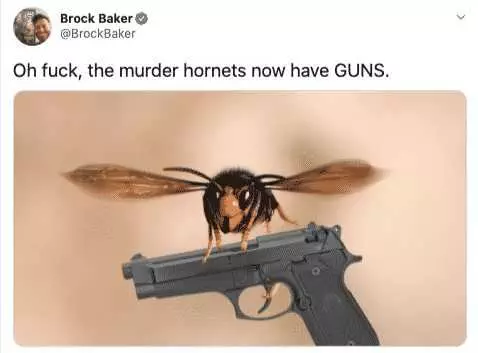 Meme Featuring A Murder Hornet Carrying A Pistol