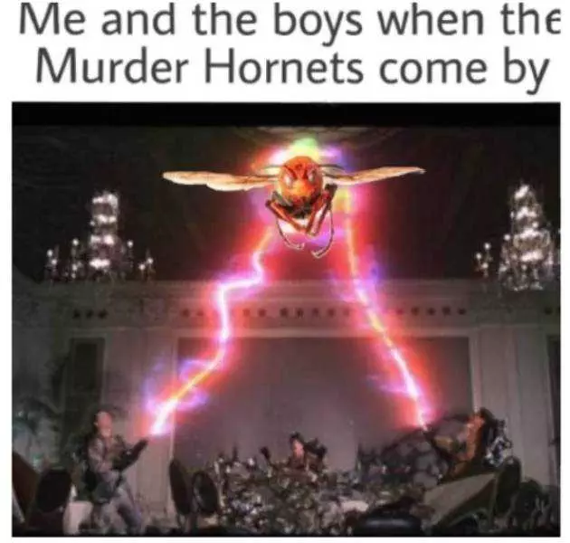 Meme Featuring Ghost Busters Capturing A Murder Hornet