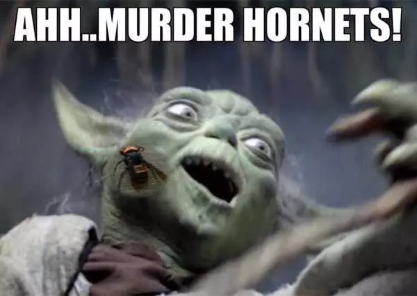 Hornet-Murder-Yoda Meme Featuring Yoda Being Stung By A Murder Hornet