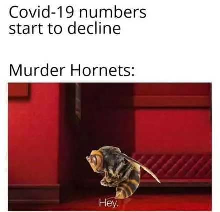 Meme Titled Covid19 Numbers Start To Decline But Featuring A Murder Hornet Saying Hey