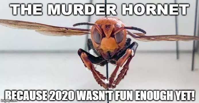Meme Featuring A Murder Hornet Captioned With Because 2020 Wasn'T Fun Enough Yet