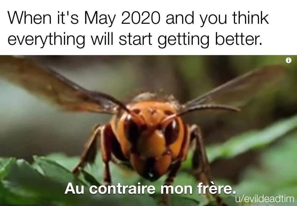 Meme Featuring A Murder Hornet Saying Au Contraire Mon Frere