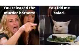 Woman Yelling At Cat Meme Murder Hornet Version