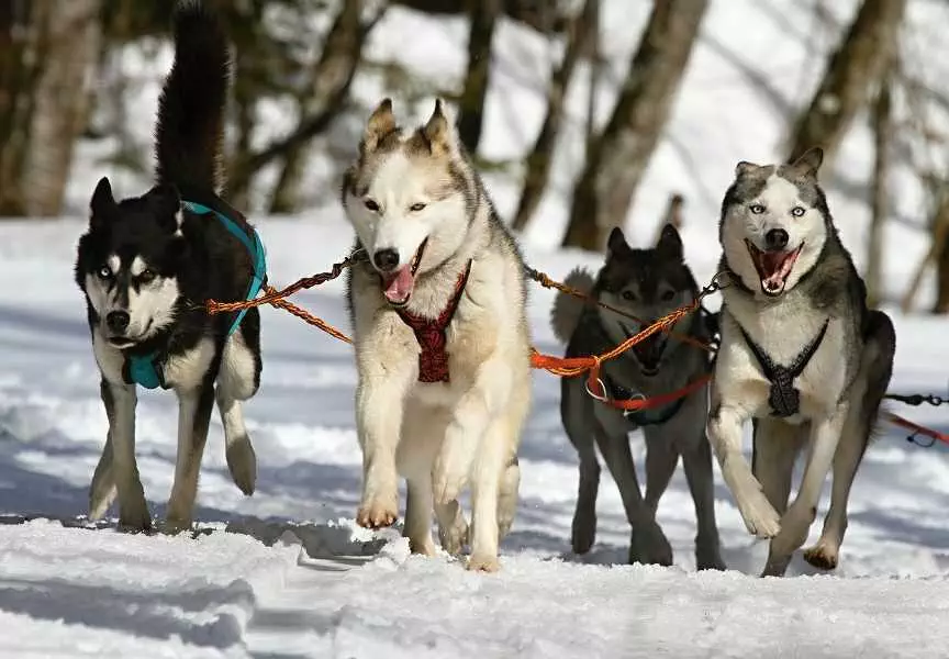 4 Huskies Pulling A Sled
