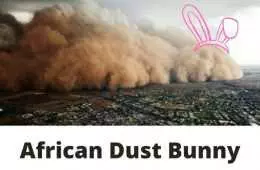 African Dust Bunny Meme