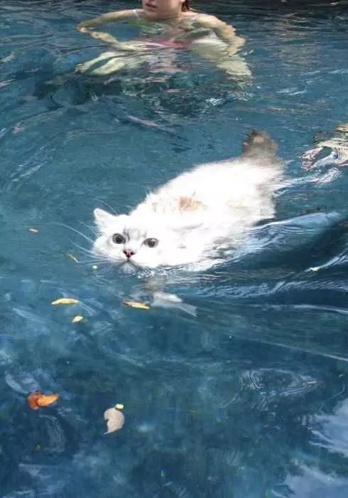 Cat Swims