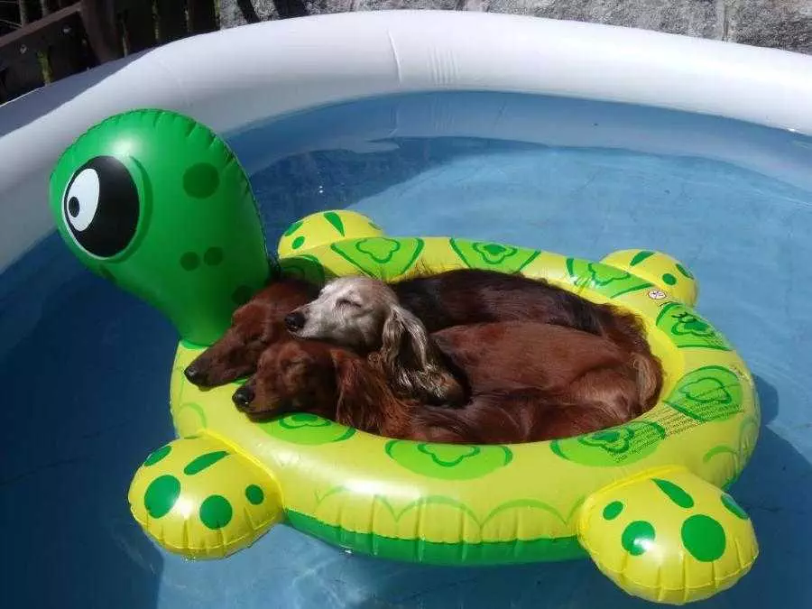Dog Nap Pool
