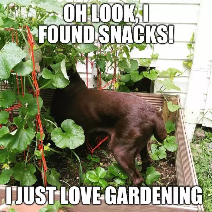 Garden Found Snacks