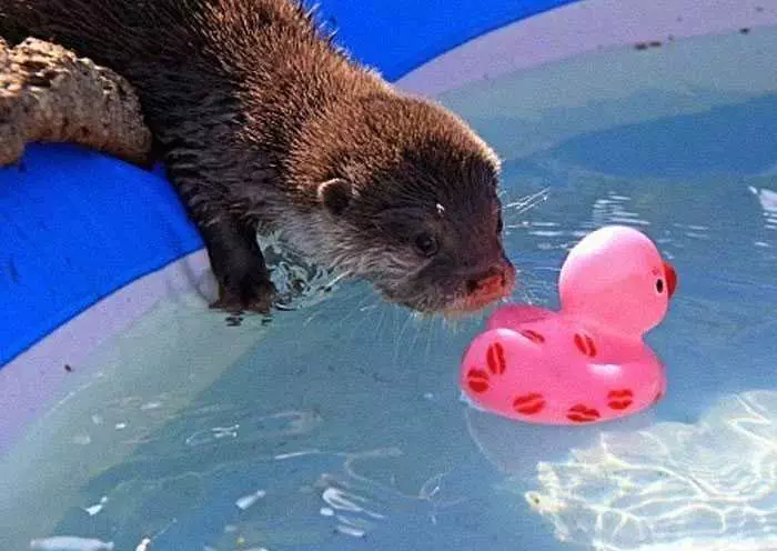 Otter Pool Paddle