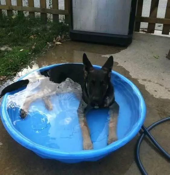 Pool Dog Chill