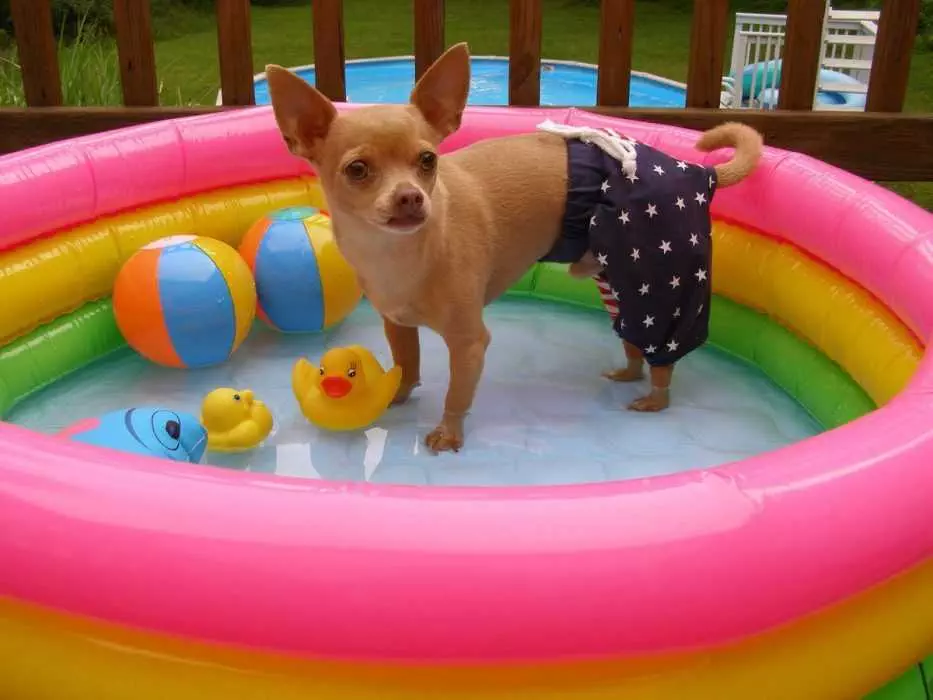Pool Dog Shorts