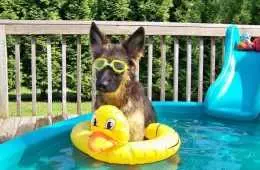 Pool Dog Sunglasses