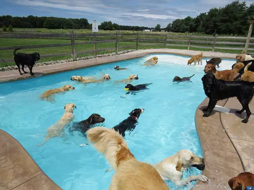 Pool Party Dog