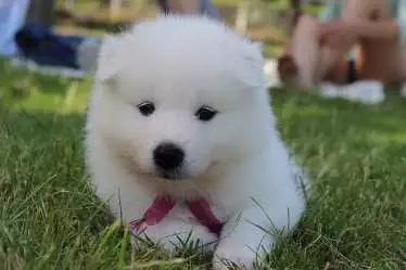 Cute Samoyed Puppy Deserves A Fittingly Unique Nordic Dog Name