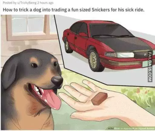 Wiki Tricka Dog