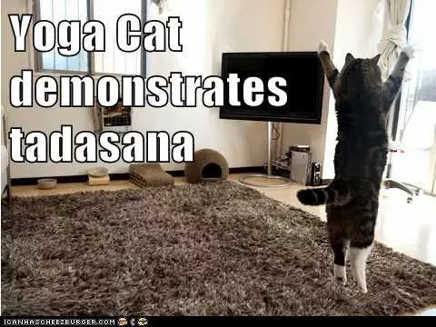 Yoga Cat Demo