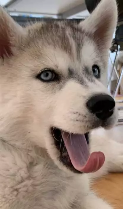 Img_5303 Luna Husky Puppy Mid Yawn
