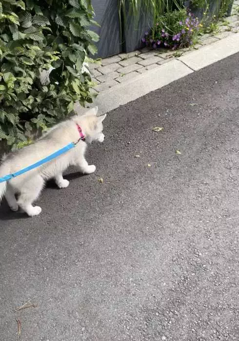 Luna The Husky Pup Going For A Walk