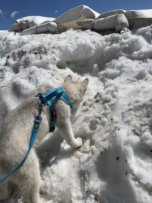 Luna Husky Pup Stepping On Snow Hesitantly