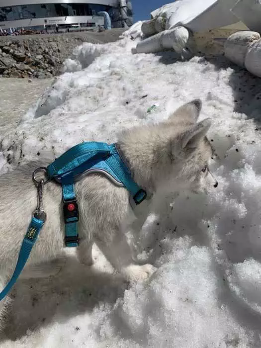 Luna The Husky Puppy Seeing Snow For The First Time