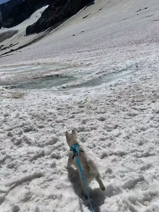 Luna The Husky Puppy Taking In The Glacier
